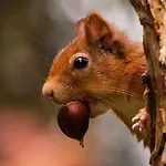 De Rosse Eekhoorn בקתה דורבורי