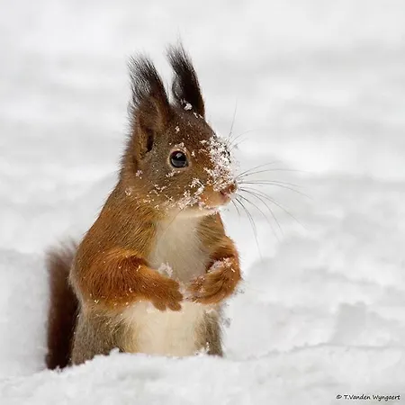 Horská chata De Rosse Eekhoorn