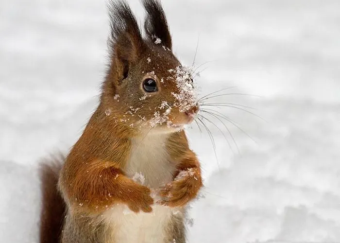 シャレー De Rosse Eekhoorn