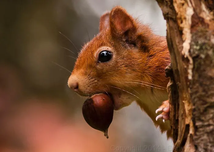 De Rosse Eekhoorn シャレー デュルビュイ